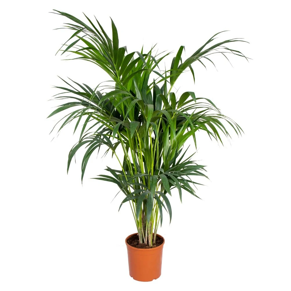 Howea Forsteriana - Palmier Kentia - Plante D'intérieur - Purificateur D'air – ⌀24 Cm - ↕120-130 Cm 1 Howea Forsteriana - Palmier Kentia - Plante D'intérieur - Purificateur D'air – ⌀24 Cm - ↕120-130 Cm