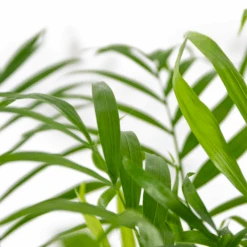 Chamaedorea Elegans - Palmier Nain Mexicain - Purificateur D'air – ⌀17 Cm - ↕50-60 Cm -Ryobi Jardin Boutique 640b2104598045.56432407