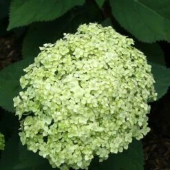 2x Hortensia 'little Lime' - Panicule D'hortensia - Vert - Arbuste - Rustique - ⌀19 Cm - ↕35-45 Cm 8 2x Hortensia 'little Lime' - Panicule D'hortensia - Vert - Arbuste - Rustique - ⌀19 Cm - ↕35-45 Cm -Ryobi Jardin Boutique 640b7511d63b14.15787697