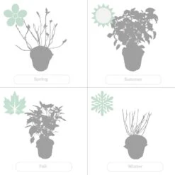 2x Hortensia 'little Lime' - Panicule D'hortensia - Vert - Arbuste - Rustique - ⌀19 Cm - ↕35-45 Cm 9 2x Hortensia 'little Lime' - Panicule D'hortensia - Vert - Arbuste - Rustique - ⌀19 Cm - ↕35-45 Cm -Ryobi Jardin Boutique 640b7511d9d976.16440964