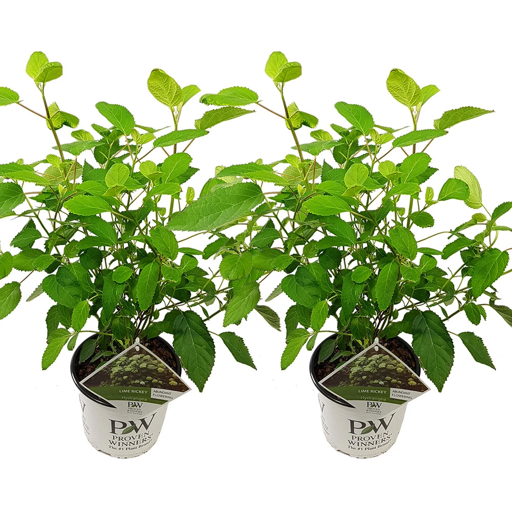 2x Hortensia 'little Lime' - Panicule D'hortensia - Vert - Arbuste - Rustique - ⌀19 Cm - ↕35-45 Cm 2 2x Hortensia 'little Lime' - Panicule D'hortensia - Vert - Arbuste - Rustique - ⌀19 Cm - ↕35-45 Cm – Image 2