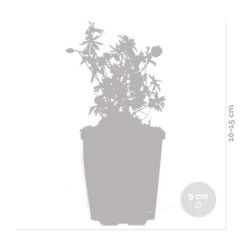 3x Geranium Sanguineum - Géranium Sanguin - Plante D'extérieur - Peu D'entretien – ⌀9 Cm - ↕10-15 Cm -Ryobi Jardin Boutique 640b7514457267.99634280