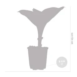 6x Hosta Sieboldiana 'elegans' - Lys Coeur - Vivace - Rustique – ⌀9 Cm - ↕10-15 Cm -Ryobi Jardin Boutique 640b75156e61a4.60441110