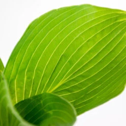 6x Hosta Sieboldiana 'elegans' - Lys Coeur - Vivace - Rustique – ⌀9 Cm - ↕10-15 Cm -Ryobi Jardin Boutique 640b75159b91b6.92993223