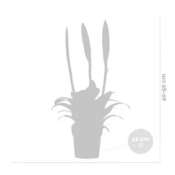 Vriesea Era – Torch Bromelia – Plante D'intérieur – Peu D'entretien – ⌀12 Cm – ↕40-50 Cm -Ryobi Jardin Boutique 640b75191d7d17.63926788