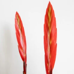 Vriesea Era – Torch Bromelia – Plante D'intérieur – Peu D'entretien – ⌀12 Cm – ↕40-50 Cm -Ryobi Jardin Boutique 640b7519494c11.65957353