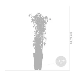 Hortensia 'petiolaris' - Hortensia Grimpant - Plante Grimpante - Autocollant - ⌀15 Cm - ↕60-70 Cm -Ryobi Jardin Boutique 640b751f734084.15225905