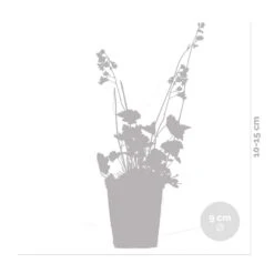 Heuchera Sanguinea 'splendens' - Campanule Pourpre - Vivace - Rustique – ⌀9 Cm - ↕10-15 Cm -Ryobi Jardin Boutique 640b752ad553f4.50191708