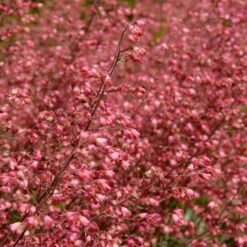 Heuchera Sanguinea 'splendens' - Campanule Pourpre - Vivace - Rustique – ⌀9 Cm - ↕10-15 Cm -Ryobi Jardin Boutique 640b752ad8f6e5.46813423
