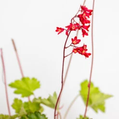 Heuchera Sanguinea 'splendens' - Campanule Pourpre - Vivace - Rustique – ⌀9 Cm - ↕10-15 Cm -Ryobi Jardin Boutique 640b752b05fdc2.66973762