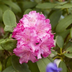 3x Rhododendron Mix – Rhododendron – Arbuste – Persistant – ⌀09 Cm - ↕15-20 Cm -Ryobi Jardin Boutique 640b752eae9785.63393830