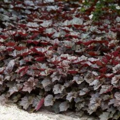 Heuchera Micrantha 'palace Purple' - Campanule - Vivace - Rustique – ⌀9 Cm - ↕10-15 Cm -Ryobi Jardin Boutique 640b753642c461.03995260