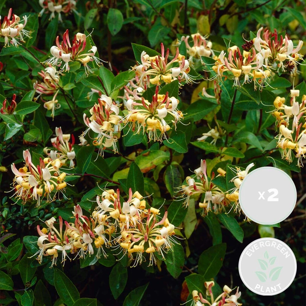 2x Lonicera Henryi – Chèvrefeuille – Plante Grimpante – Persistant – ⌀15 Cm - ↕60-70 Cm 1 2x Lonicera Henryi – Chèvrefeuille – Plante Grimpante – Persistant – ⌀15 Cm - ↕60-70 Cm