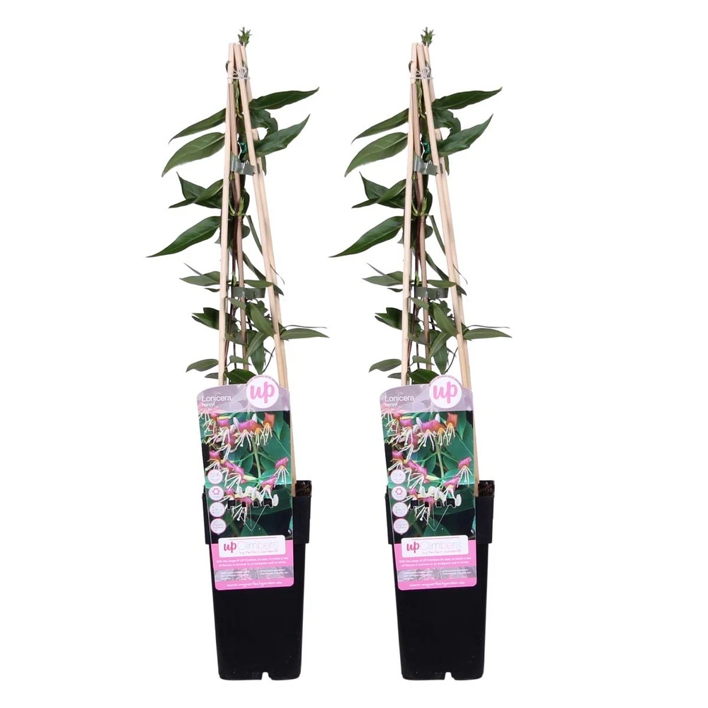 2x Lonicera Henryi – Chèvrefeuille – Plante Grimpante – Persistant – ⌀15 Cm - ↕60-70 Cm 2 2x Lonicera Henryi – Chèvrefeuille – Plante Grimpante – Persistant – ⌀15 Cm - ↕60-70 Cm – Image 2