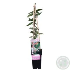 2x Lonicera Henryi – Chèvrefeuille – Plante Grimpante – Persistant – ⌀15 Cm - ↕60-70 Cm 9 2x Lonicera Henryi – Chèvrefeuille – Plante Grimpante – Persistant – ⌀15 Cm - ↕60-70 Cm -Ryobi Jardin Boutique 640b753f371b35.57231534