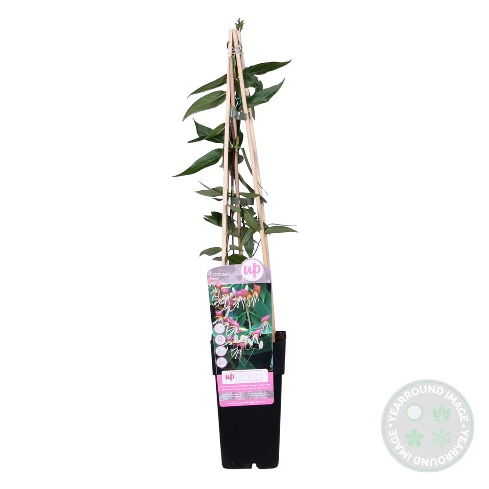 2x Lonicera Henryi – Chèvrefeuille – Plante Grimpante – Persistant – ⌀15 Cm - ↕60-70 Cm 5 2x Lonicera Henryi – Chèvrefeuille – Plante Grimpante – Persistant – ⌀15 Cm - ↕60-70 Cm – Image 5