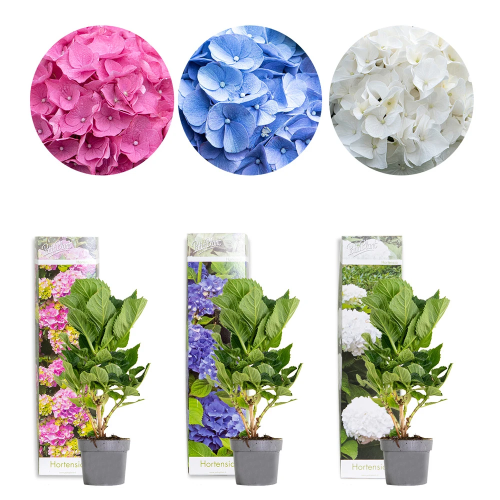 3x Hydrangea Macrophylla Mix – Hortensia – Arbuste - Rustique – ⌀10.5 Cm - ↕20-25 Cm 1 3x Hydrangea Macrophylla Mix – Hortensia – Arbuste - Rustique – ⌀10.5 Cm - ↕20-25 Cm