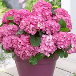 3x Hydrangea Macrophylla Mix – Hortensia – Arbuste - Rustique – ⌀10.5 Cm - ↕20-25 Cm 8 3x Hydrangea Macrophylla Mix – Hortensia – Arbuste - Rustique – ⌀10.5 Cm - ↕20-25 Cm -Ryobi Jardin Boutique 640b755130da50.05303611