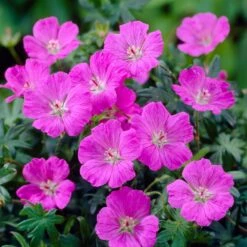 6x Geranium Sanguineum - Géranium Sanguin - Plante D'extérieur - Peu D'entretien – ⌀9 Cm - ↕10-15 Cm -Ryobi Jardin Boutique 640b755daed650.26717156