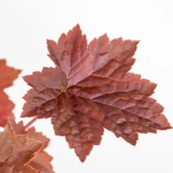 3x Heuchera Micrantha 'palace Purple' - Purple Bell - Vivace - Rustique – ⌀9 Cm - ↕10-15 Cm -Ryobi Jardin Boutique 640b7565edf4b8.10650712