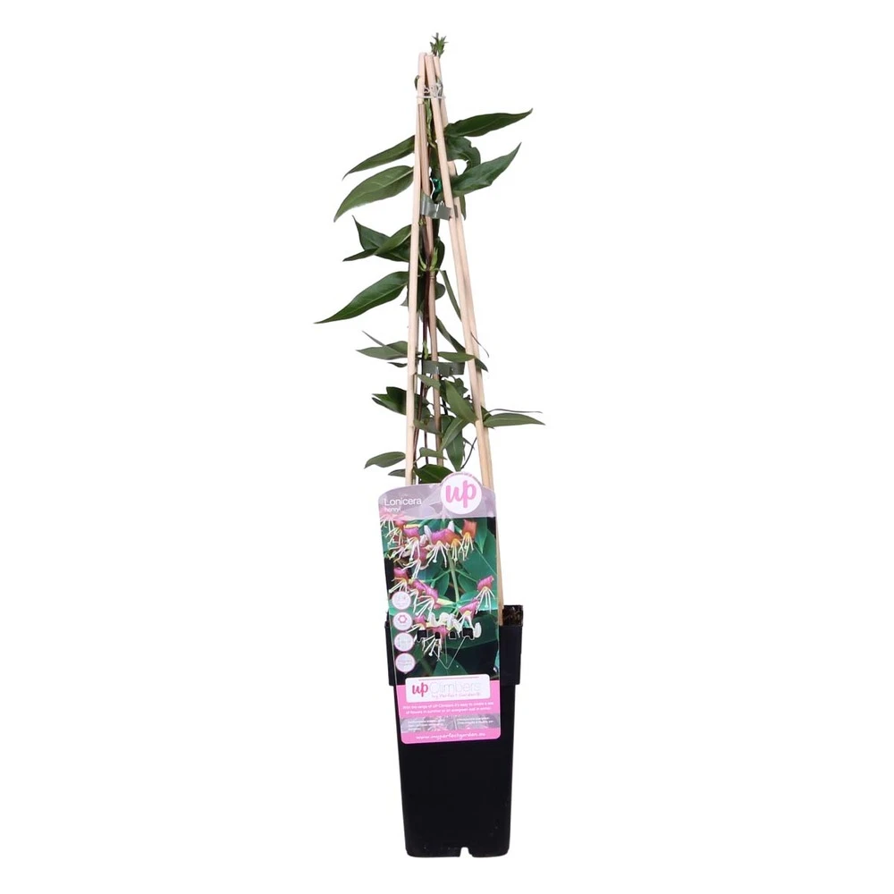 Lonicera Henryi – Chèvrefeuille – Plante Grimpante – Persistant - ⌀15 Cm - ↕60-70 Cm 2 Lonicera Henryi – Chèvrefeuille – Plante Grimpante – Persistant - ⌀15 Cm - ↕60-70 Cm – Image 2
