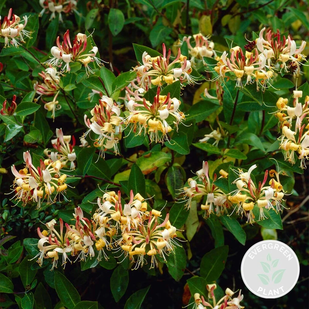 Lonicera Henryi – Chèvrefeuille – Plante Grimpante – Persistant - ⌀15 Cm - ↕60-70 Cm 1 Lonicera Henryi – Chèvrefeuille – Plante Grimpante – Persistant - ⌀15 Cm - ↕60-70 Cm