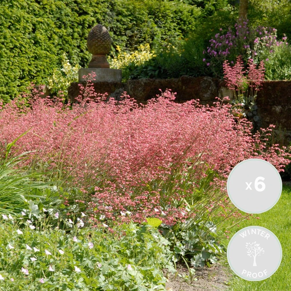 6x Heuchera Sanguinea 'splendens' - Campanule Pourpre - Vivace - Rustique – ⌀9 Cm - ↕10-15 Cm 1 6x Heuchera Sanguinea 'splendens' - Campanule Pourpre - Vivace - Rustique – ⌀9 Cm - ↕10-15 Cm