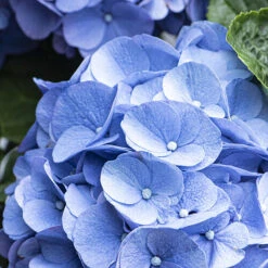 3x Hydrangea Macrophylla 'early Blue' - Hortensia - Arbuste - Rustique – ⌀10.5 Cm - ↕20-25 Cm 7 3x Hydrangea Macrophylla 'early Blue' - Hortensia - Arbuste - Rustique – ⌀10.5 Cm - ↕20-25 Cm -Ryobi Jardin Boutique 640b756fa338e5.53285935