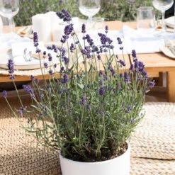 6x Lavandula Angustifolia 'ardèche Blue' - Lavande - Arbuste - Rustique – ⌀10.5 Cm - ↕10-15 Cm 9 6x Lavandula Angustifolia 'ardèche Blue' - Lavande - Arbuste - Rustique – ⌀10.5 Cm - ↕10-15 Cm -Ryobi Jardin Boutique 640b7571988de7.68158585