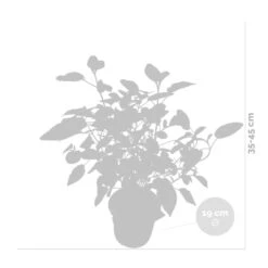 Hydrangea Paniculata 'little Lime' - Hortensia Panache - Arbuste - Rustique – ⌀19 Cm - ↕35-45 Cm -Ryobi Jardin Boutique 640b75758fba68.03143954