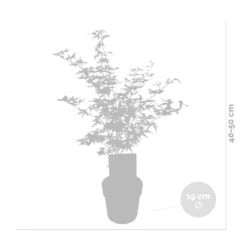 2x Acer Shirasawanum 'moonrise' - érable Du Japon - Arbuste - Rustique - ⌀19 Cm - ↕40-50 Cm 7 2x Acer Shirasawanum 'moonrise' - érable Du Japon - Arbuste - Rustique - ⌀19 Cm - ↕40-50 Cm -Ryobi Jardin Boutique 640b75778741e7.39248989