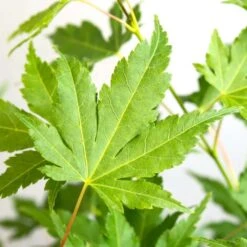 Acer Palmatum 'going Green' - érable Du Japon - Arbuste - Rustique – ⌀10,5 Cm - ↕25-30 Cm -Ryobi Jardin Boutique 640b7579d22548.51765392