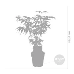 Acer Palmatum 'butterfly' – érable Du Japon – Arbuste – Rustique – ⌀10,5 Cm - ↕25-30 Cm -Ryobi Jardin Boutique 640b7584331f62.30491547