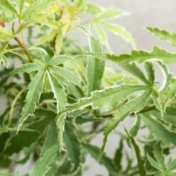 Acer Palmatum 'butterfly' – érable Du Japon – Arbuste – Rustique – ⌀10,5 Cm - ↕25-30 Cm -Ryobi Jardin Boutique 640b75843c0702.39679487