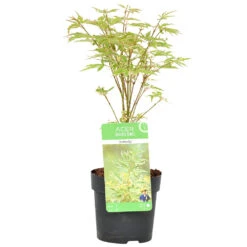Acer Palmatum 'butterfly' – érable Du Japon – Arbuste – Rustique – ⌀10,5 Cm - ↕25-30 Cm