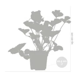 3x Fragaria 'snow Summer Breeze' – Fraisier – Entretien Facile – ⌀10,5 Cm - ↕15-20 Cm -Ryobi Jardin Boutique 640b77bf29ba88.10497191