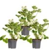 3x Fragaria 'snow Summer Breeze' – Fraisier – Entretien Facile – ⌀10,5 Cm - ↕15-20 Cm