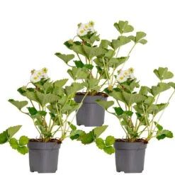 3x Fragaria 'snow Summer Breeze' – Fraisier – Entretien Facile – ⌀10,5 Cm - ↕15-20 Cm