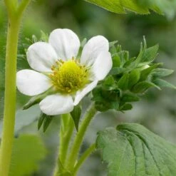 3x Fragaria 'snow Summer Breeze' – Fraisier – Entretien Facile – ⌀10,5 Cm - ↕15-20 Cm -Ryobi Jardin Boutique 640b77bf42b5a5.98431669
