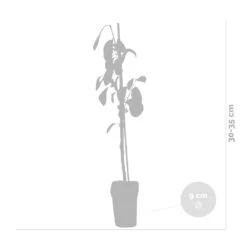 3x Mini Fruit Mix – Arbres Fruitiers – Facile D'entretien – ⌀9 Cm - ↕30-35 Cm 8 3x Mini Fruit Mix – Arbres Fruitiers – Facile D'entretien – ⌀9 Cm - ↕30-35 Cm -Ryobi Jardin Boutique 640b77c3a47186.83377070