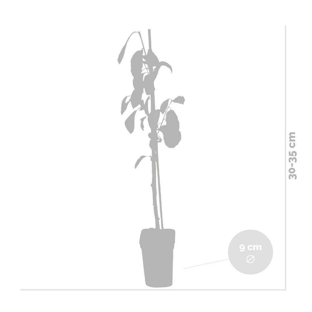 3x Mini Fruit Mix – Arbres Fruitiers – Facile D'entretien – ⌀9 Cm - ↕30-35 Cm 4 3x Mini Fruit Mix – Arbres Fruitiers – Facile D'entretien – ⌀9 Cm - ↕30-35 Cm – Image 4