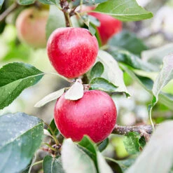 3x Mini Fruit Mix – Arbres Fruitiers – Facile D'entretien – ⌀9 Cm - ↕30-35 Cm 7 3x Mini Fruit Mix – Arbres Fruitiers – Facile D'entretien – ⌀9 Cm - ↕30-35 Cm -Ryobi Jardin Boutique 640b77c3b6c818.93588649