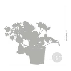 3x Fragaria 'red Summer Breeze' – Fraisier – Entretien Facile – ⌀10,5 Cm - ↕15-20 Cm -Ryobi Jardin Boutique 640b77c82882e9.60853617