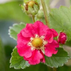 3x Fragaria 'red Summer Breeze' – Fraisier – Entretien Facile – ⌀10,5 Cm - ↕15-20 Cm -Ryobi Jardin Boutique 640b77c8530836.31029797
