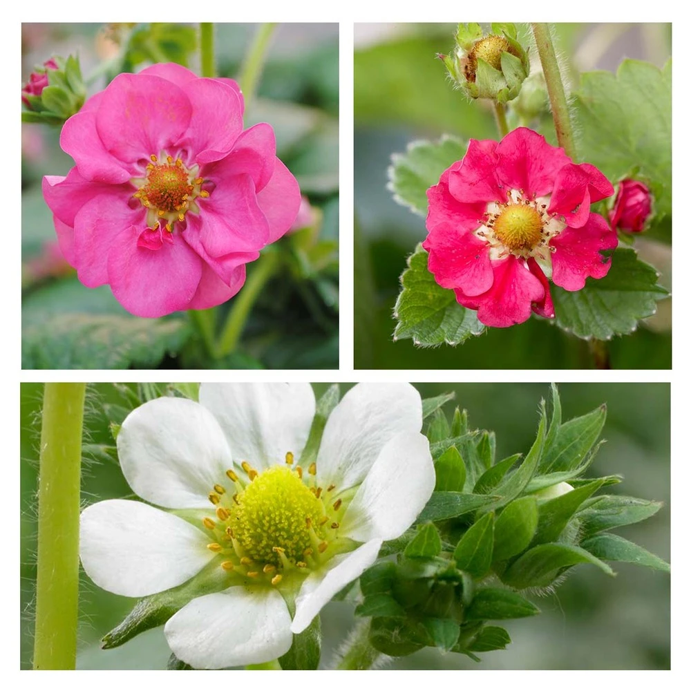 3x Fragaria Summer Breeze Mix – Fraisier – Facile D'entretien – ⌀10,5 Cm - ↕15-20 Cm 4 3x Fragaria Summer Breeze Mix – Fraisier – Facile D'entretien – ⌀10,5 Cm - ↕15-20 Cm – Image 4