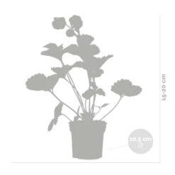 3x Fragaria Summer Breeze Mix – Fraisier – Facile D'entretien – ⌀10,5 Cm - ↕15-20 Cm 6 3x Fragaria Summer Breeze Mix – Fraisier – Facile D'entretien – ⌀10,5 Cm - ↕15-20 Cm -Ryobi Jardin Boutique 640b77c92afa69.12136221