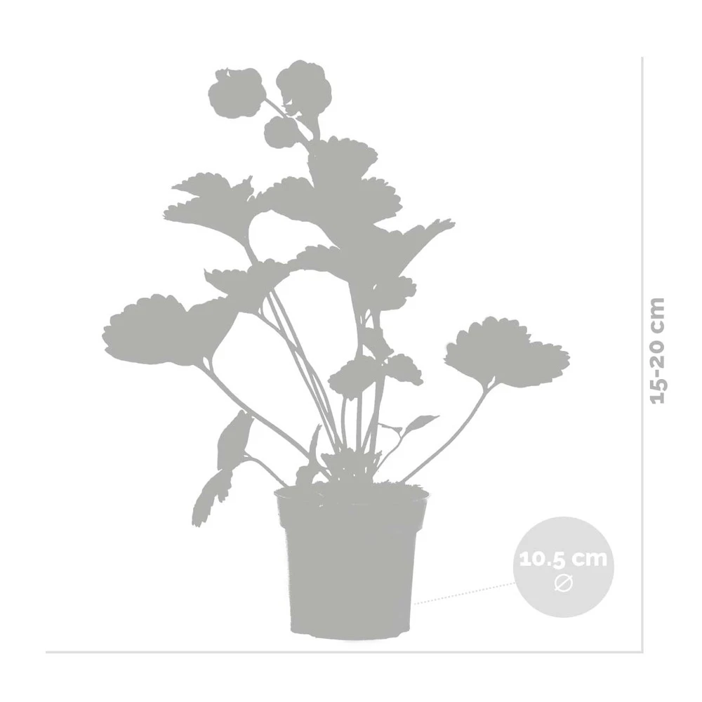 3x Fragaria Summer Breeze Mix – Fraisier – Facile D'entretien – ⌀10,5 Cm - ↕15-20 Cm 3 3x Fragaria Summer Breeze Mix – Fraisier – Facile D'entretien – ⌀10,5 Cm - ↕15-20 Cm – Image 3