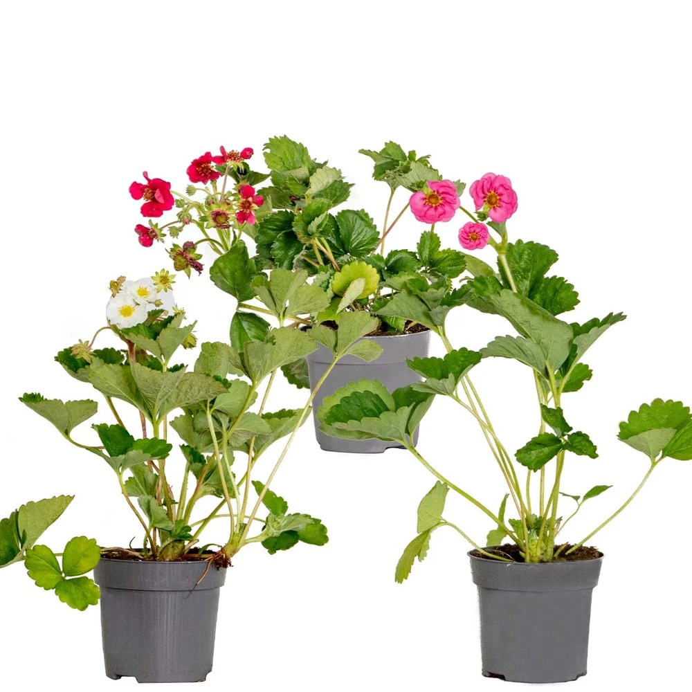 3x Fragaria Summer Breeze Mix – Fraisier – Facile D'entretien – ⌀10,5 Cm - ↕15-20 Cm 1 3x Fragaria Summer Breeze Mix – Fraisier – Facile D'entretien – ⌀10,5 Cm - ↕15-20 Cm