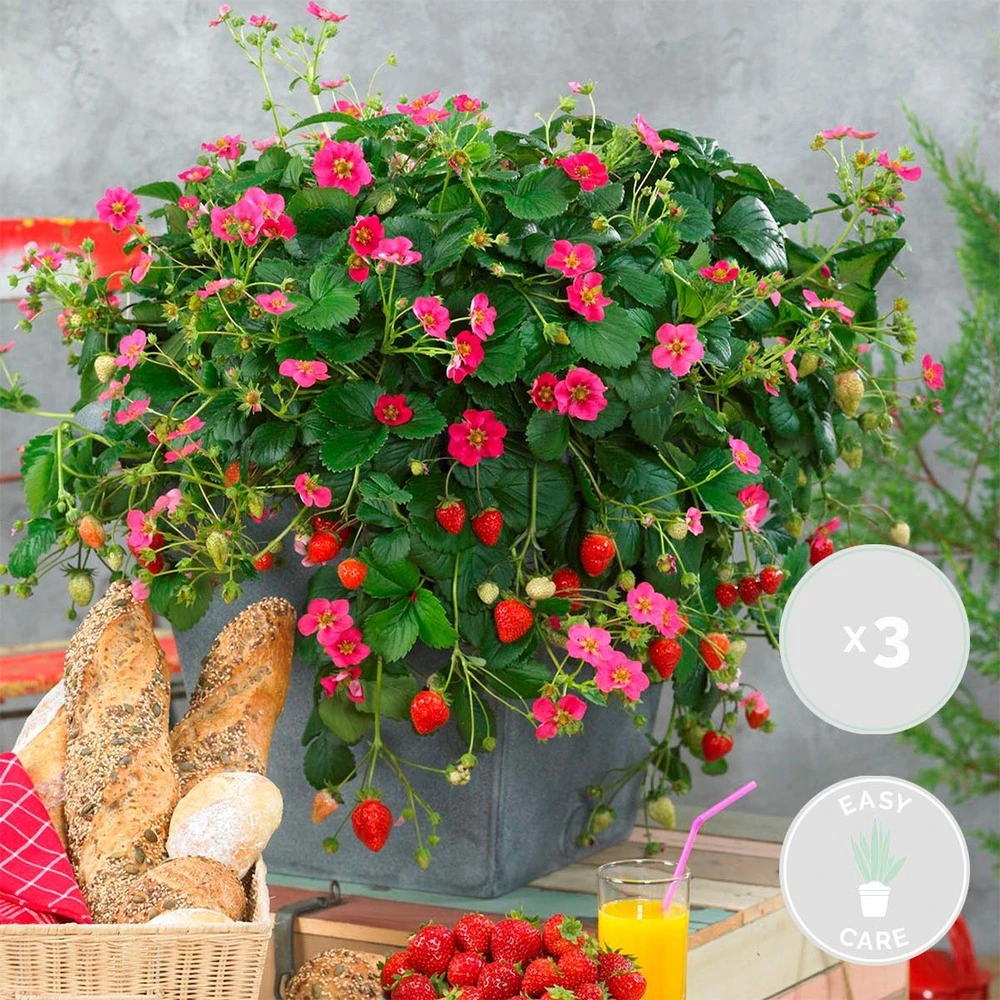 3x Fragaria Summer Breeze Mix – Fraisier – Facile D'entretien – ⌀10,5 Cm - ↕15-20 Cm 2 3x Fragaria Summer Breeze Mix – Fraisier – Facile D'entretien – ⌀10,5 Cm - ↕15-20 Cm – Image 2