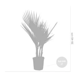 2x Washingtonia Robusta - Palmier Mexicain - Palmier Extérieur - Persistant – ⌀14 Cm - ↕35-45 Cm -Ryobi Jardin Boutique 640b77cc9d68c0.00678879